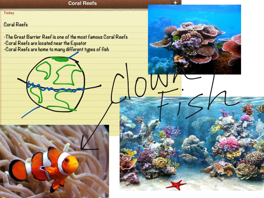 examples of competition in coral reefs