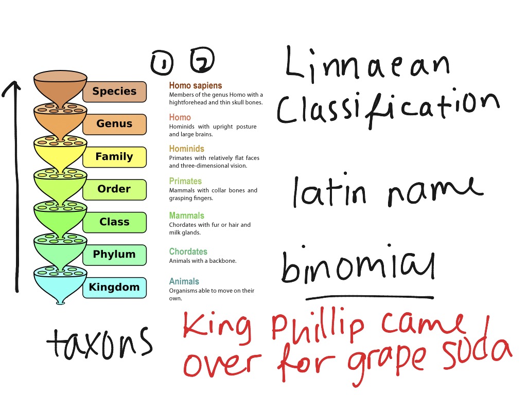 Linnaean Classification Science Biology ShowMe