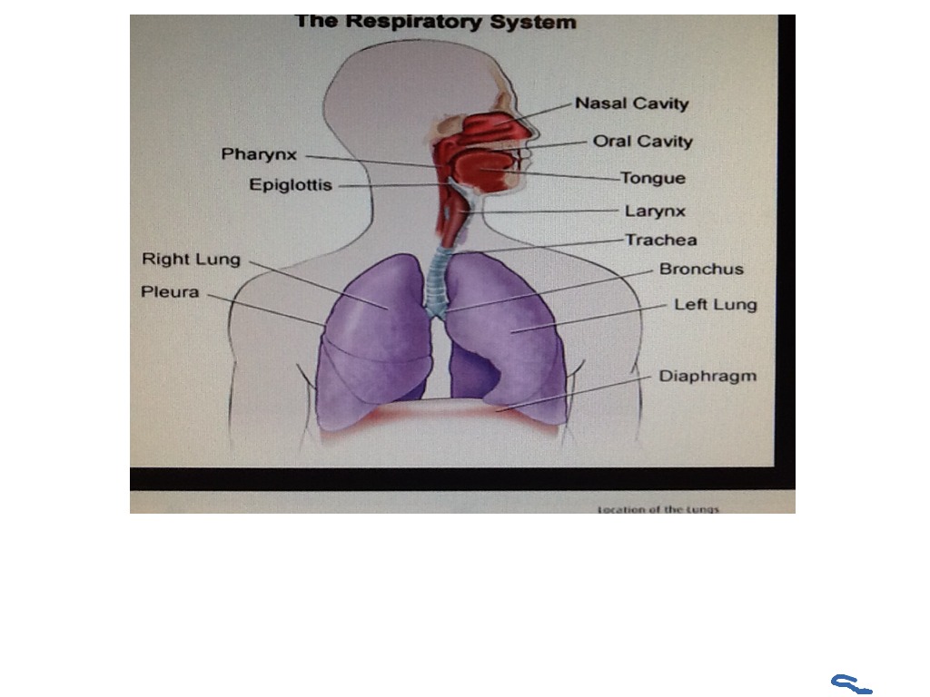 Diagram of respiratory system | Science | ShowMe