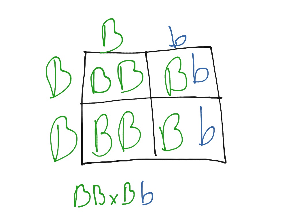 Punnet Square | Health Science | ShowMe