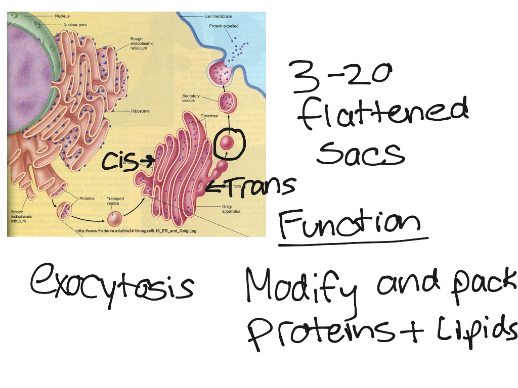 ShowMe - golgi