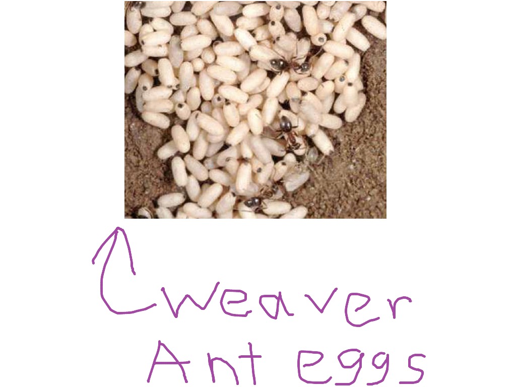 Weaver ant eggs Science ShowMe