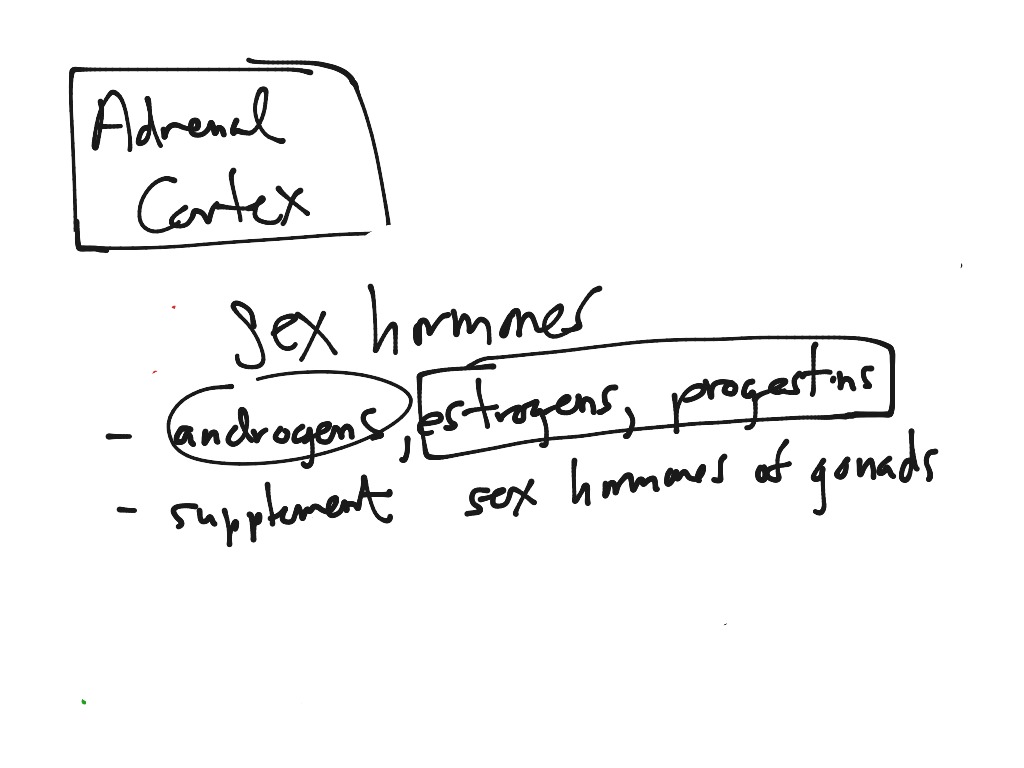 Adrenal Cortex Science, Health, Medical ShowMe