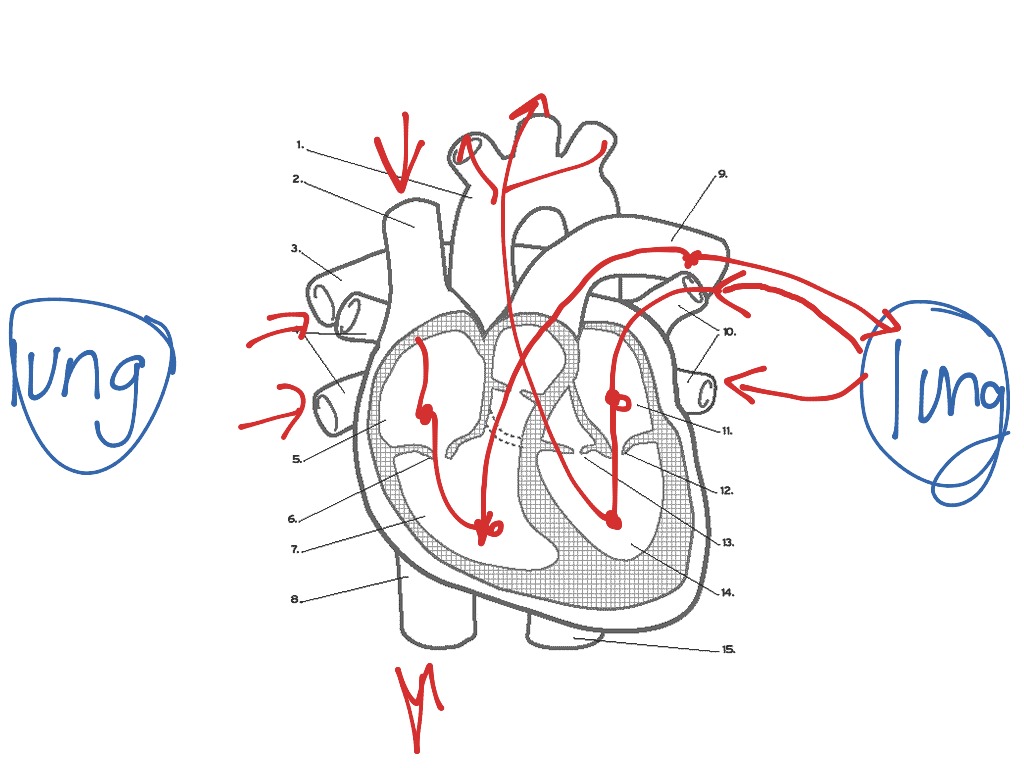 interactive heart blood flow