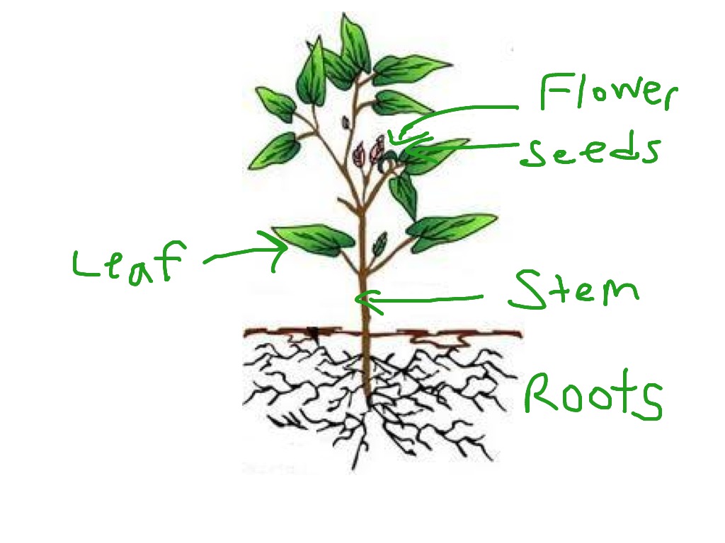 Basic Plant Structure