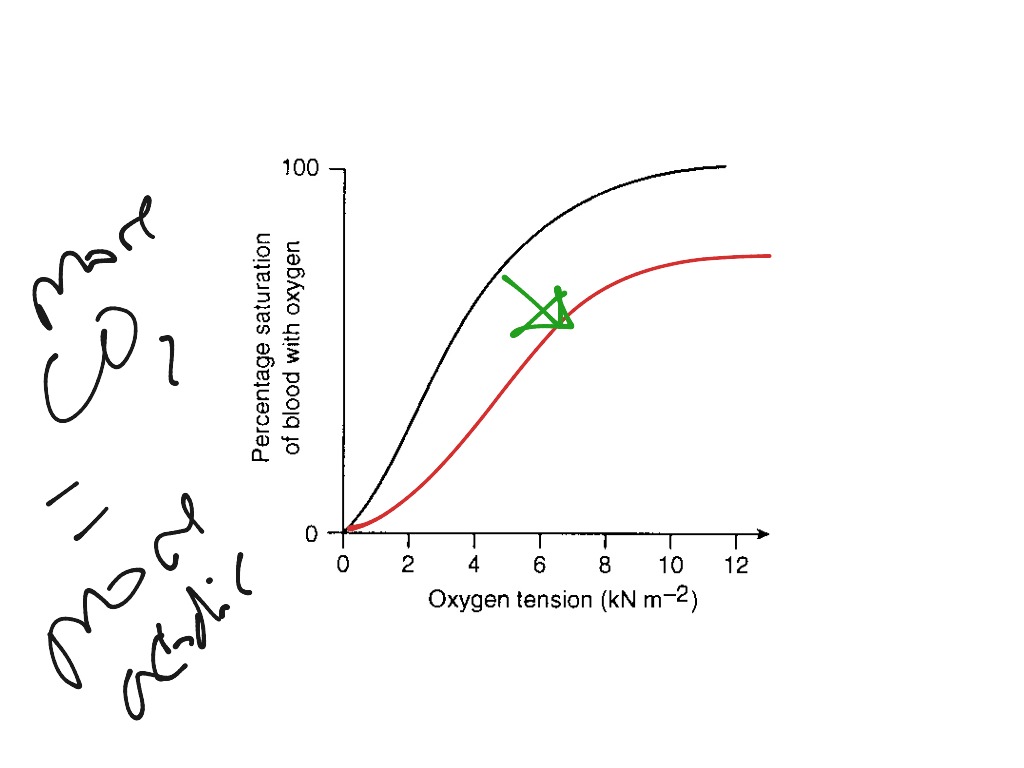 Oxygen Dissociation Pt.2 | Science | ShowMe