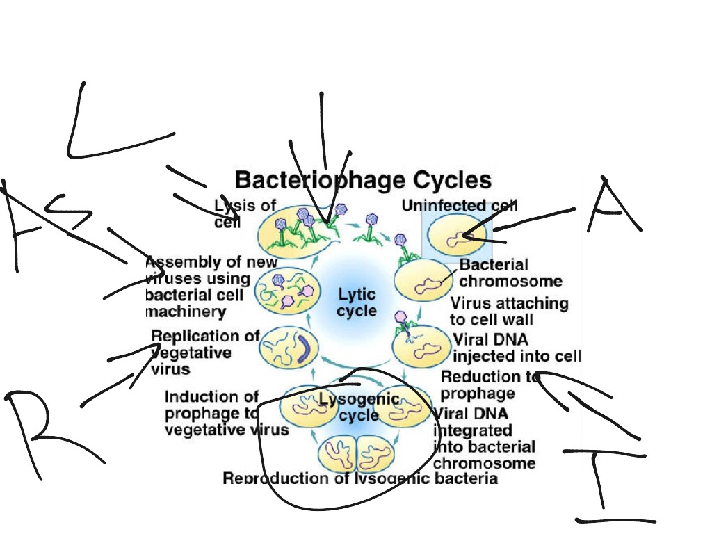 lytic-cycle-science-biology-virus-reproduction-showme