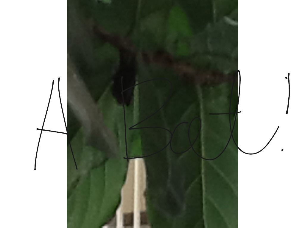 most-viewed-thumbnail