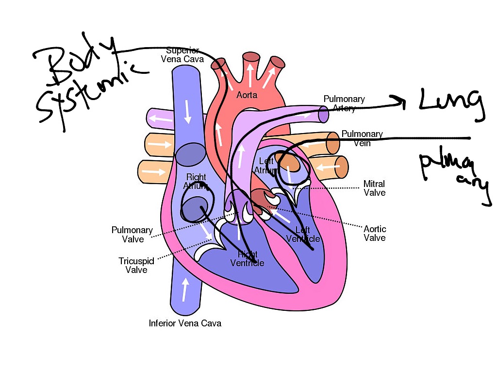 Movement of blood | Science, Biology | ShowMe