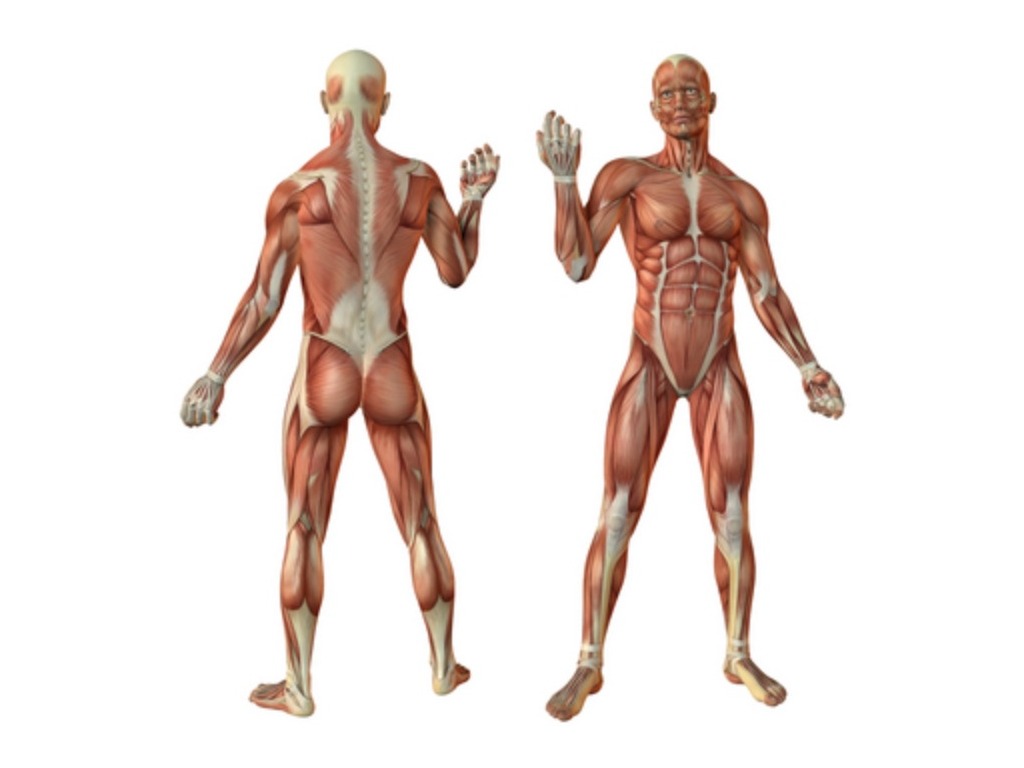 Какое количество мышц у человека. Мускулы человека. Мышцы человека. Мышечная система человека анатомия. Анатомия мышц человека с описанием.