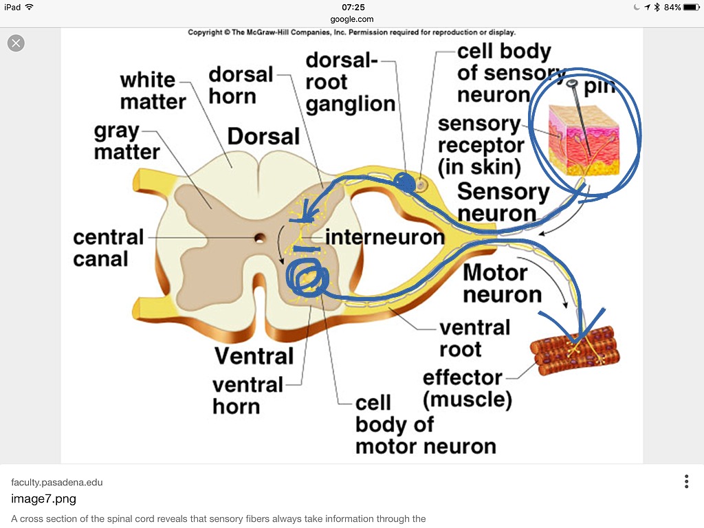 Introducing the spinal cord | Science, Biology | ShowMe