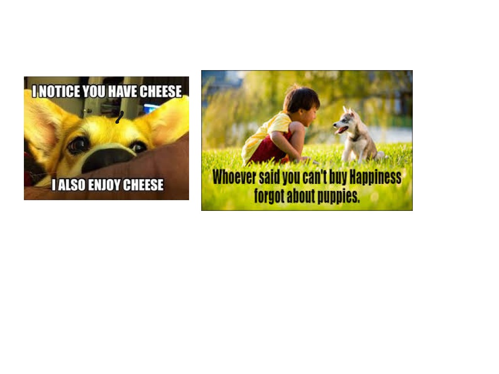 Dogs Economics ShowMe