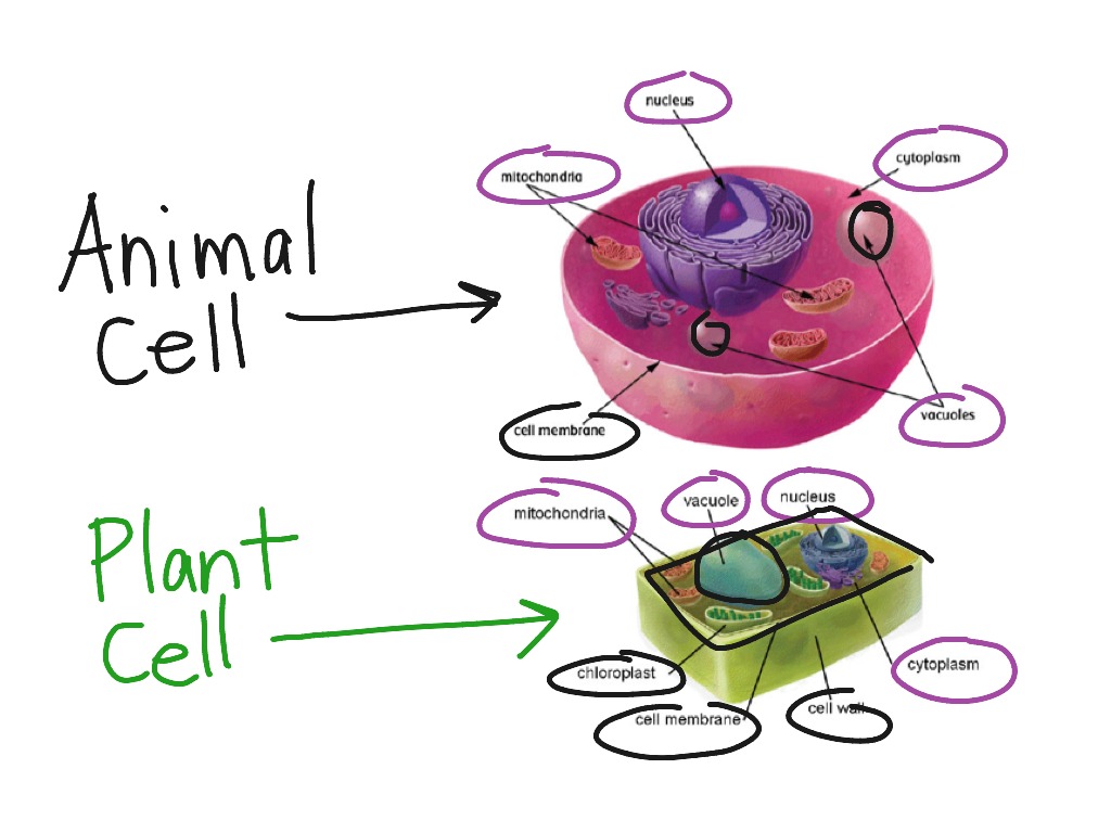Animal and Plant Cells | Science | ShowMe
