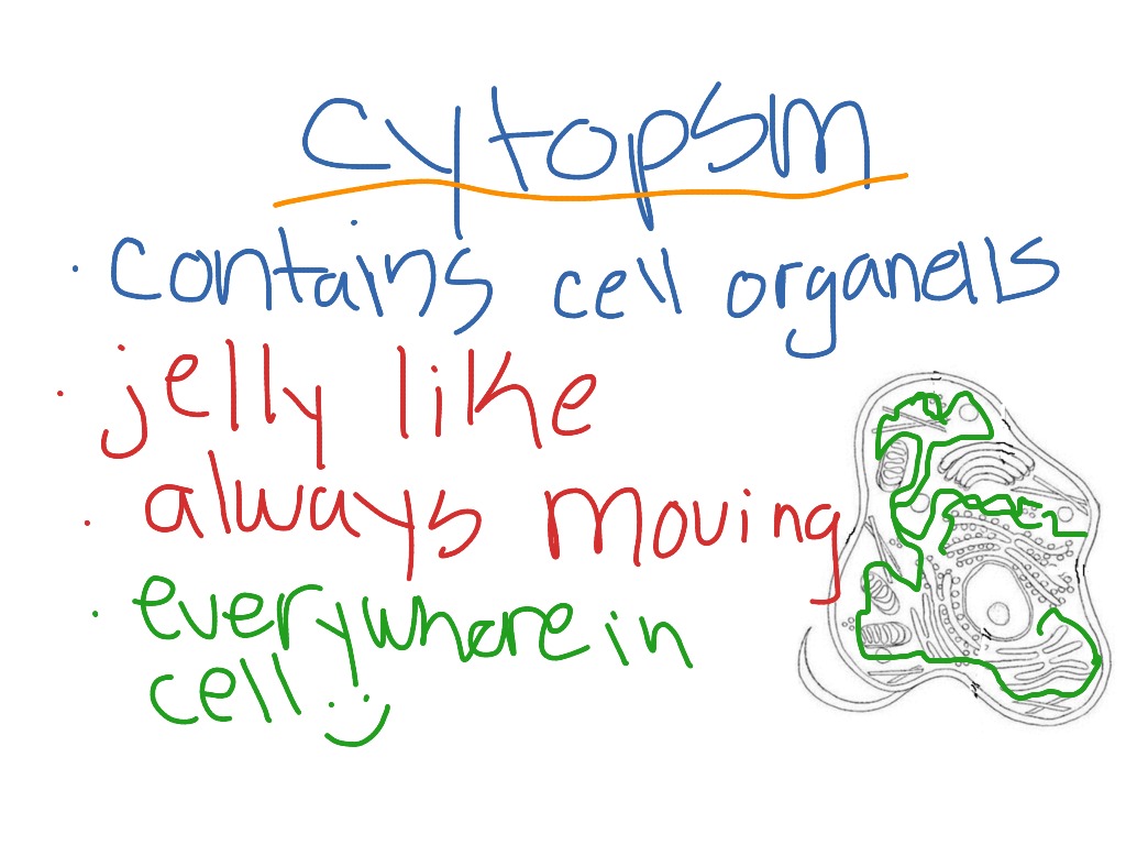 ShowMe - cytoplasm