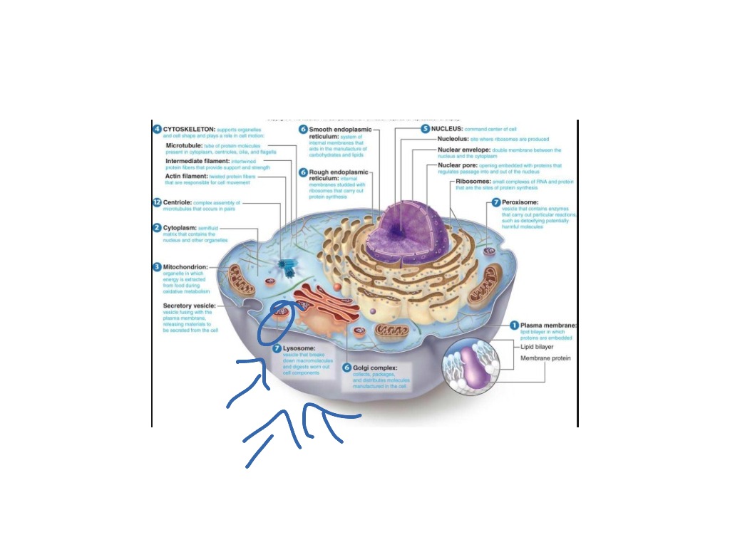 Lysosomes mp 8 | Science | ShowMe