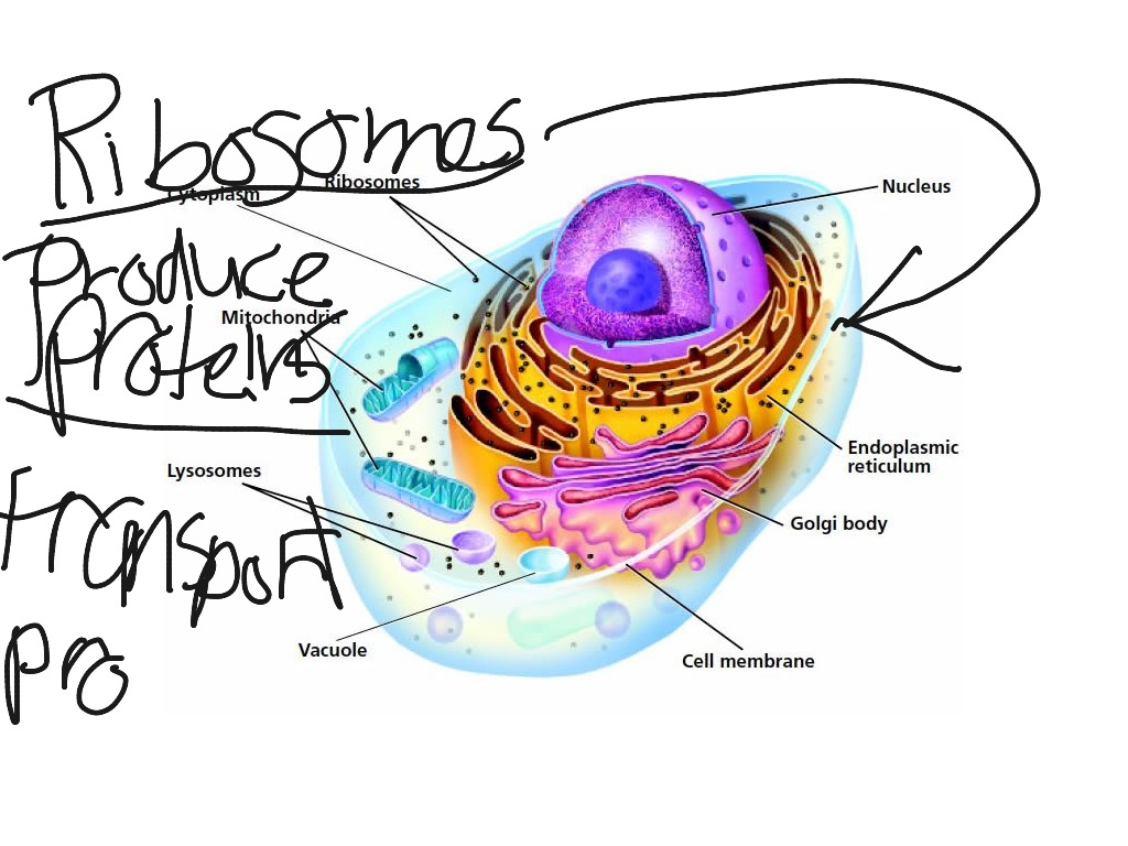 ribosomes-science-showme