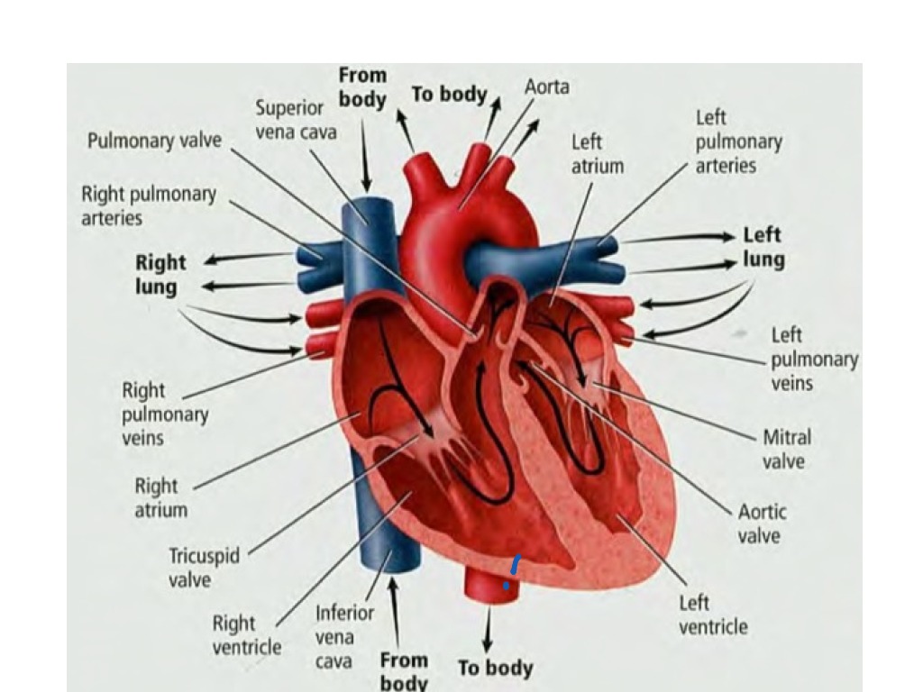 Сердце начинает. Акцент 2 тона на a. pulmonalis. Artery AIO. Hemolimfa. Parts of Cardiac Shadow.