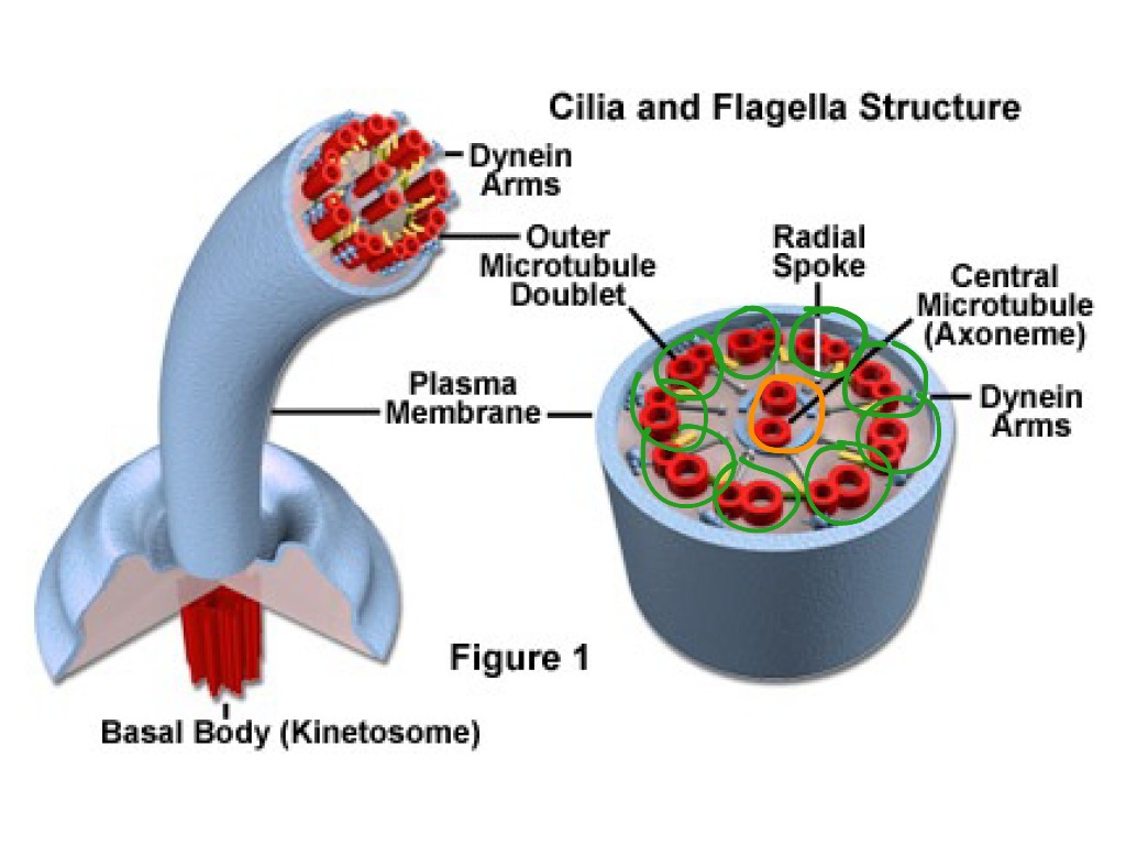 Cilia structure Science, Biology ShowMe