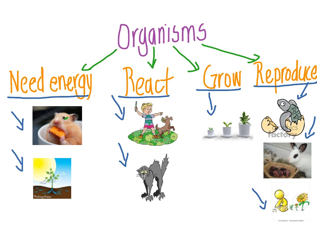 Living things around us. Living things around us контрольная работа