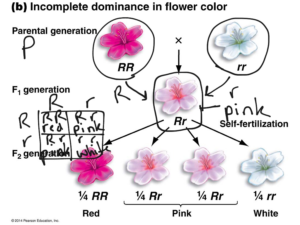 Genetics incomplete dominance | Genetics, Biology | ShowMe