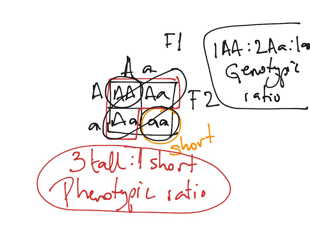 Monohybrid Cross Genotypic Versus Phenotypic Ratio Science Biology Genetics Showme