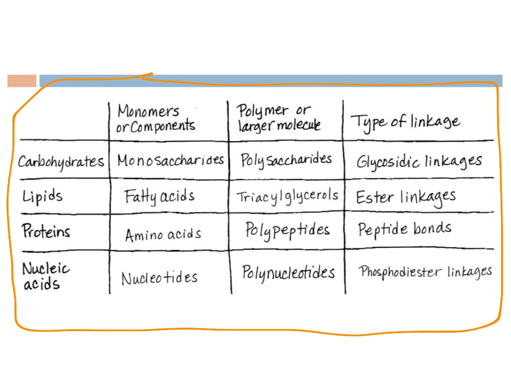 organic-molecules-nucleic-acids-science-showme