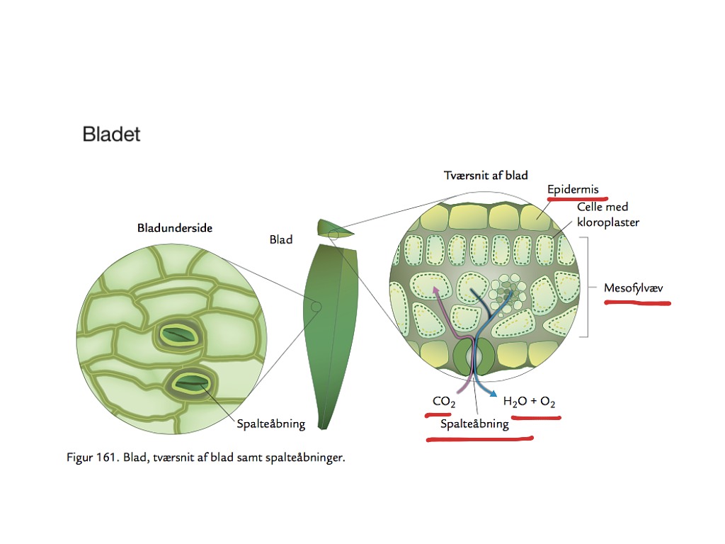 Plantes Opbygning | Science, Biology, Plants | ShowMe