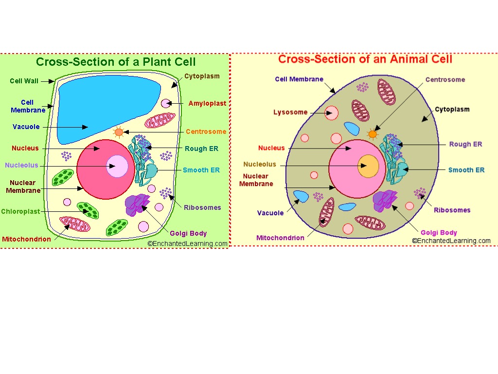 animal cell labeled project