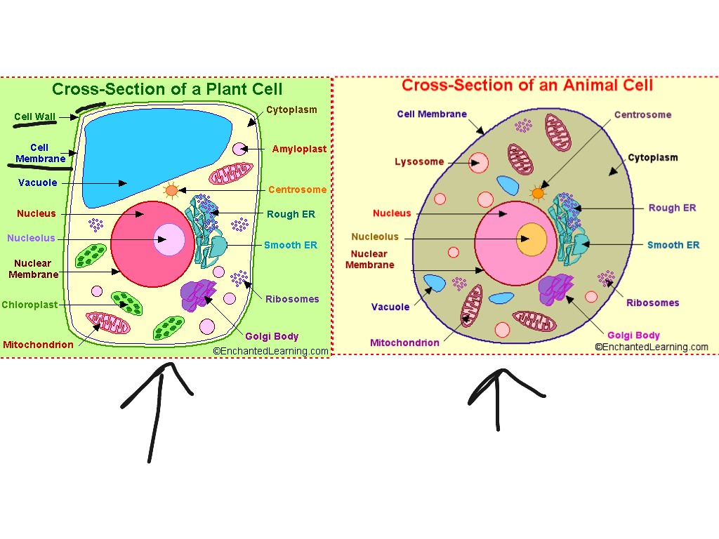 Plant cell and animal cell | ShowMe