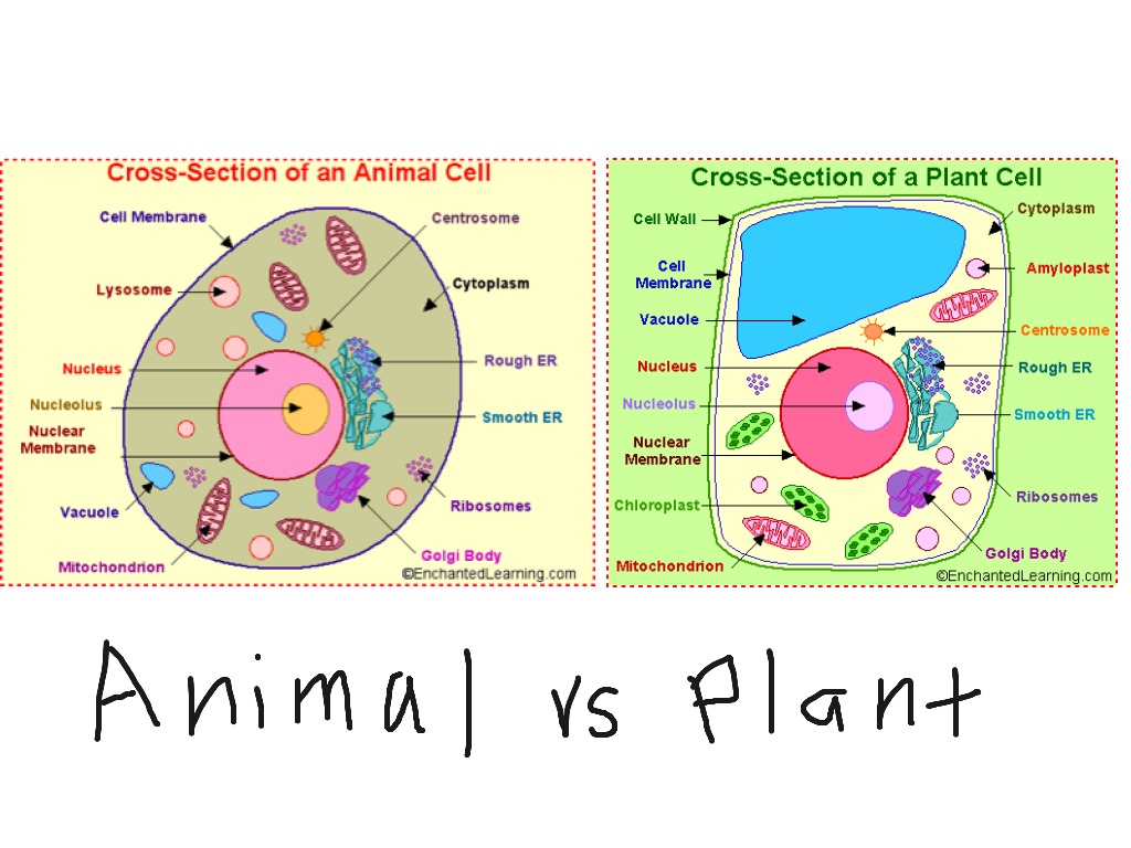 Plant cell vs animal cell | ShowMe