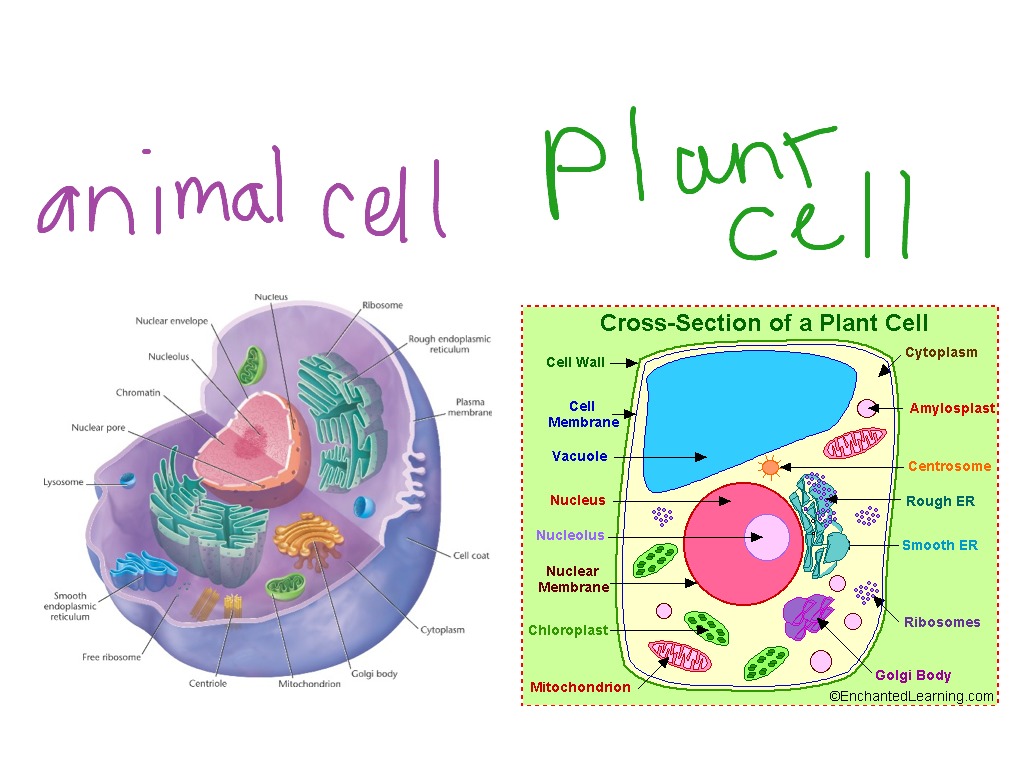 Animal cell compared to plant cell :) | ShowMe