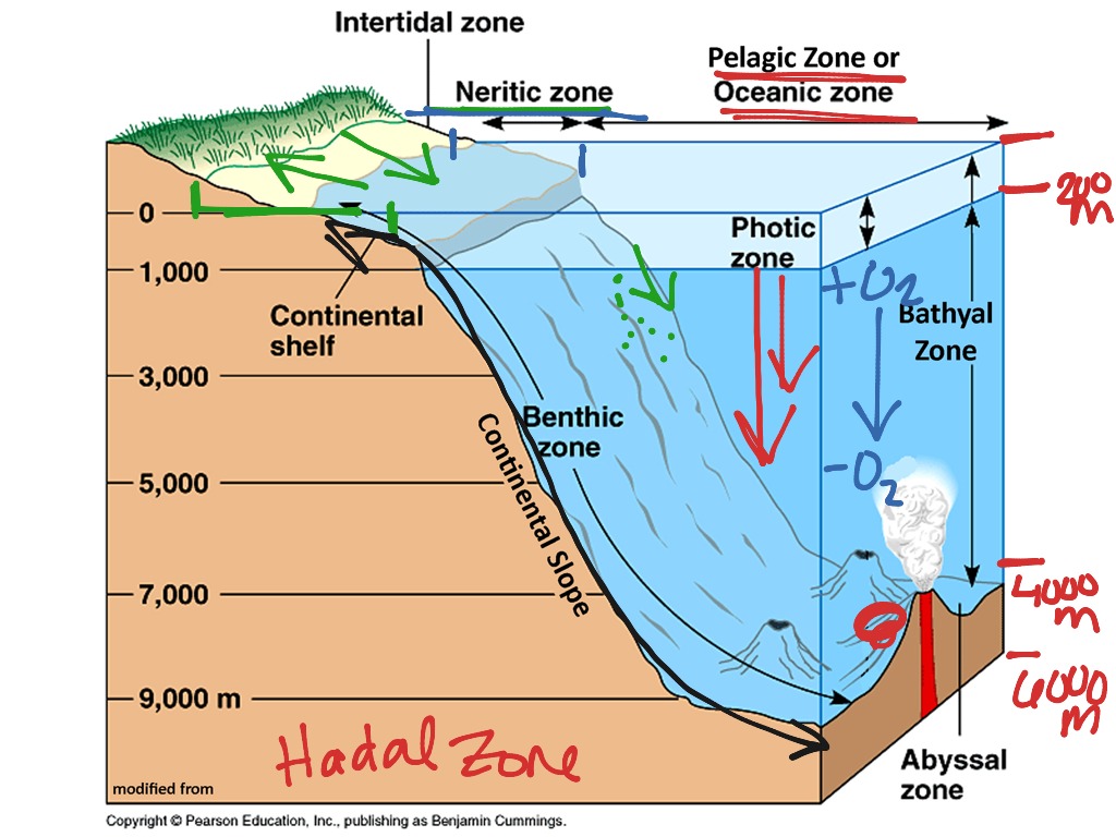 Marine Ecosystems | Science, Environment, Ecology | ShowMe