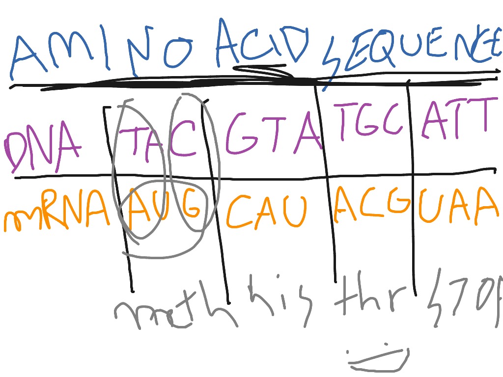 amino acid sequence
