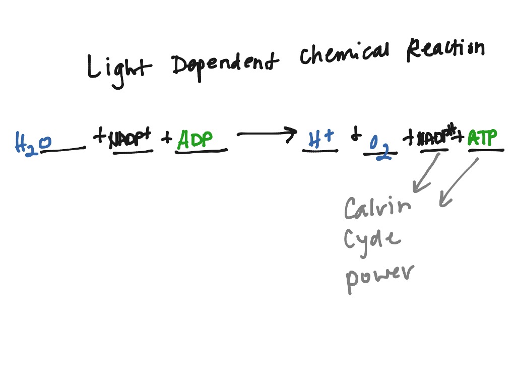 persistent light reactivity