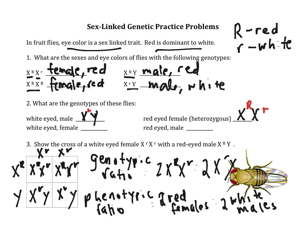 genetics-x-linked-genes-worksheet-answers