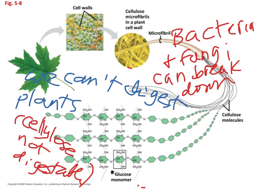 Cellulose Science ShowMe