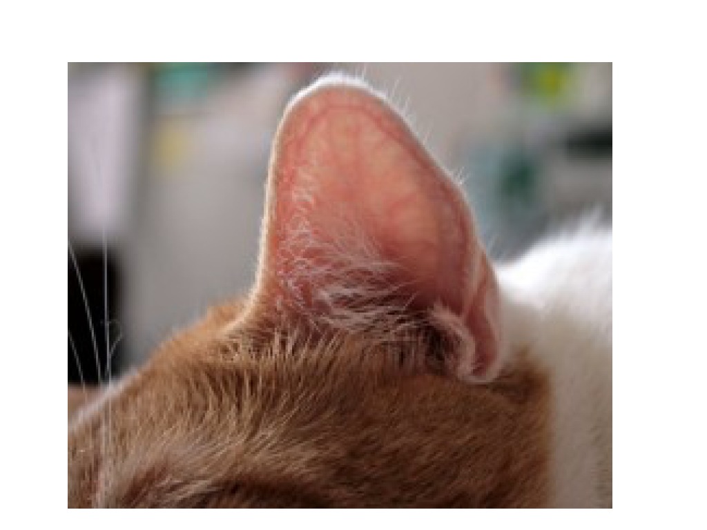 У каких животных есть ушная раковина. Уши кота. Кошачьи уши.