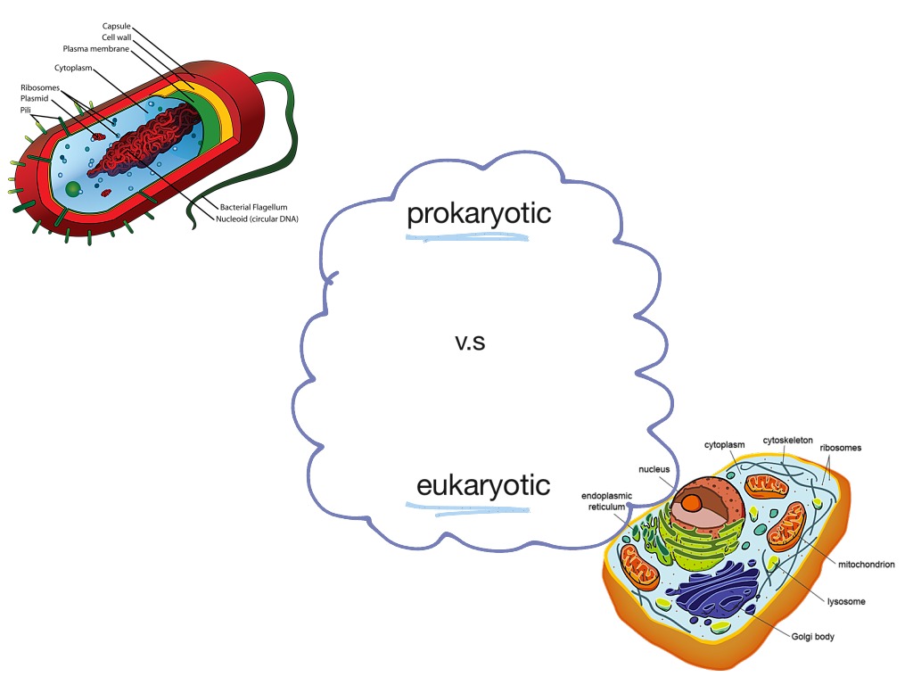 Prokaryotic v.s Eukaryotic Cells | Science, Biology ...