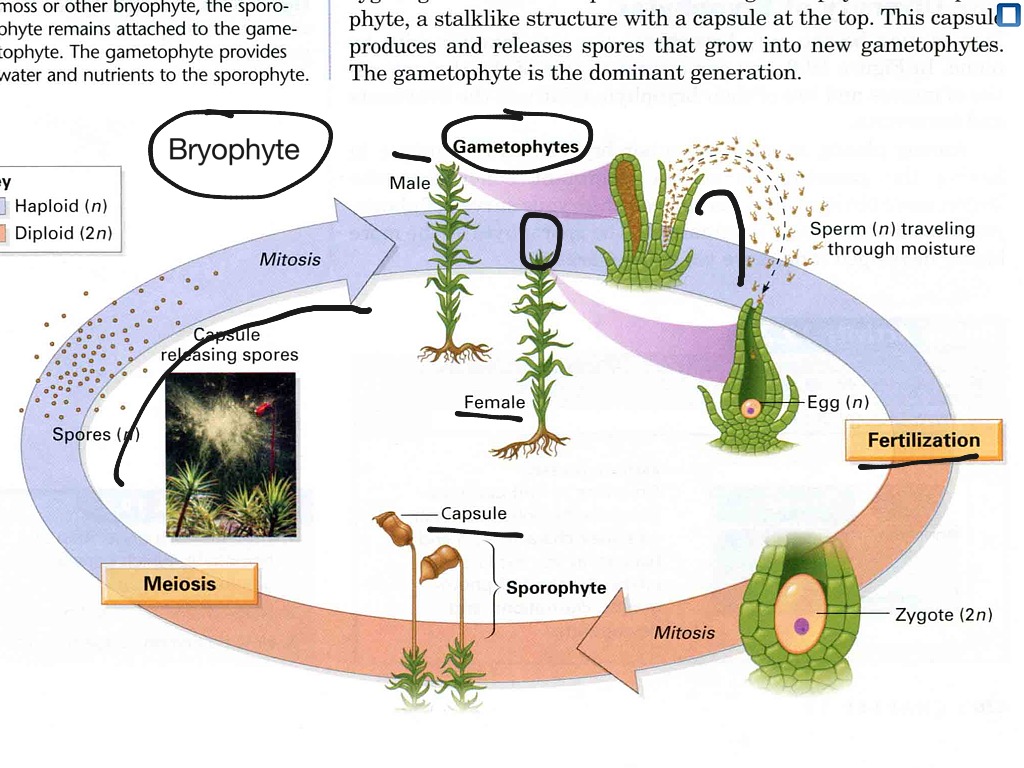 Showme Bryophyte Reproduction 9196