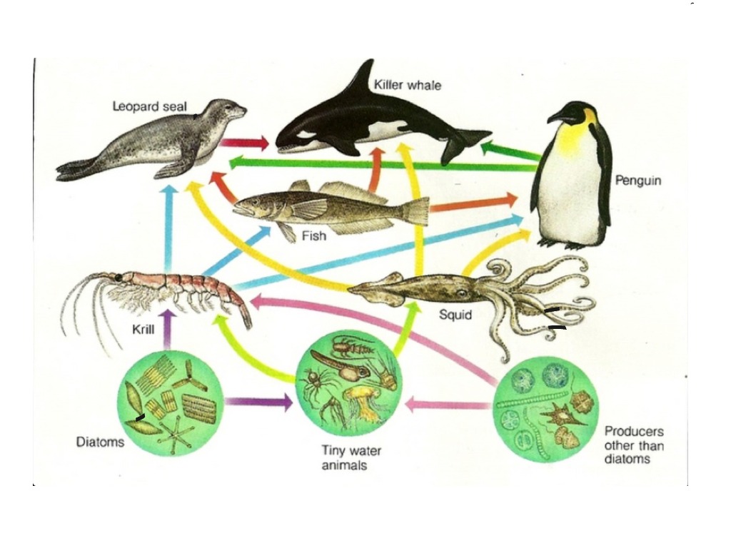 Marine Life Food Chain Food Chain ShowMe