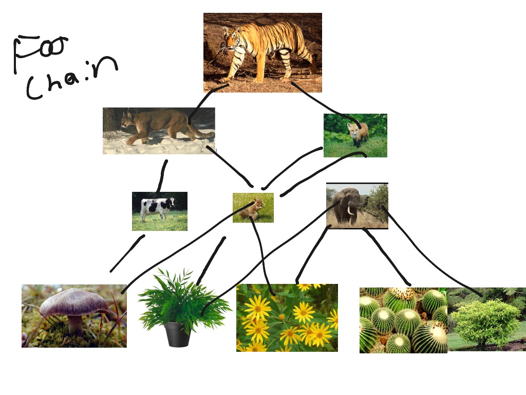 Tiger Food Chain Diagram