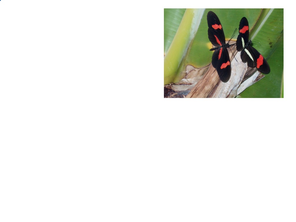 most-viewed-thumbnail