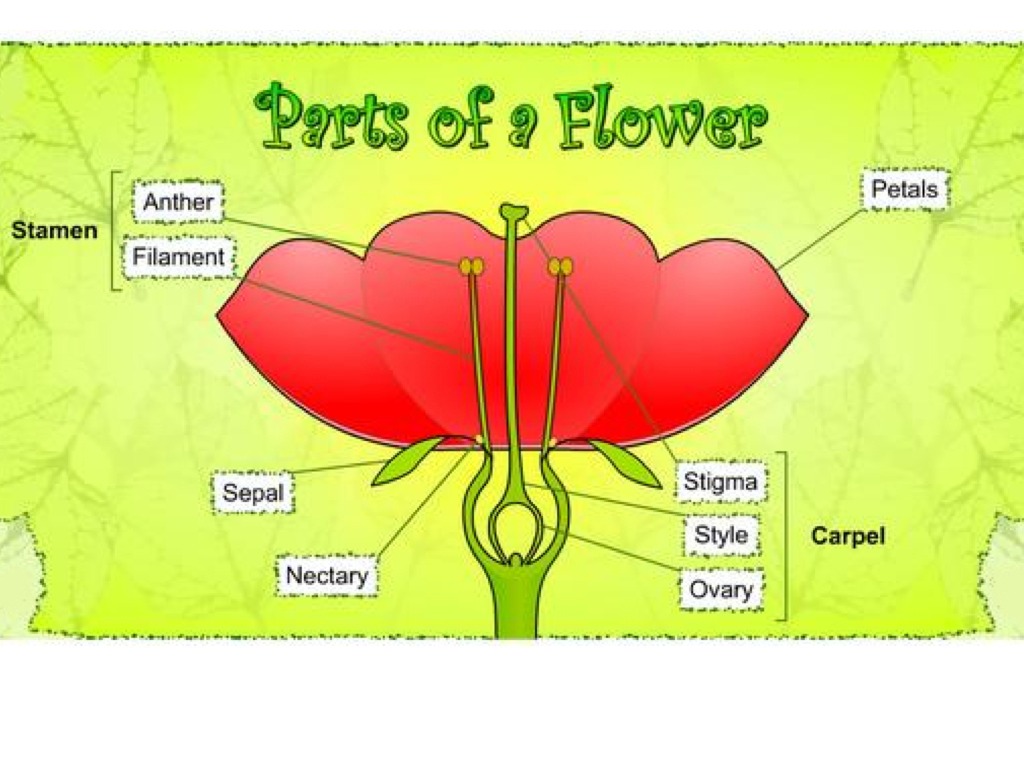 parts-of-a-flower-science-plants-biology-showme