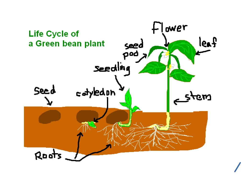 Green Bean Growth Chart