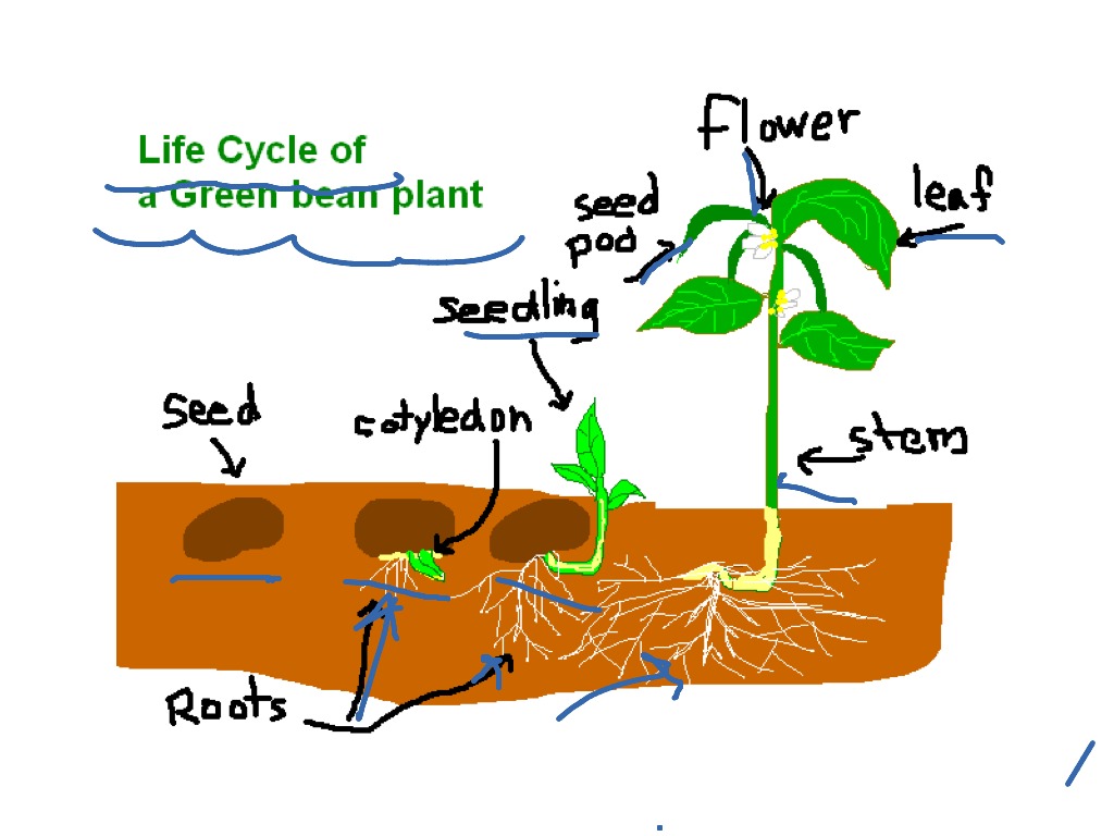 bean plant diagram