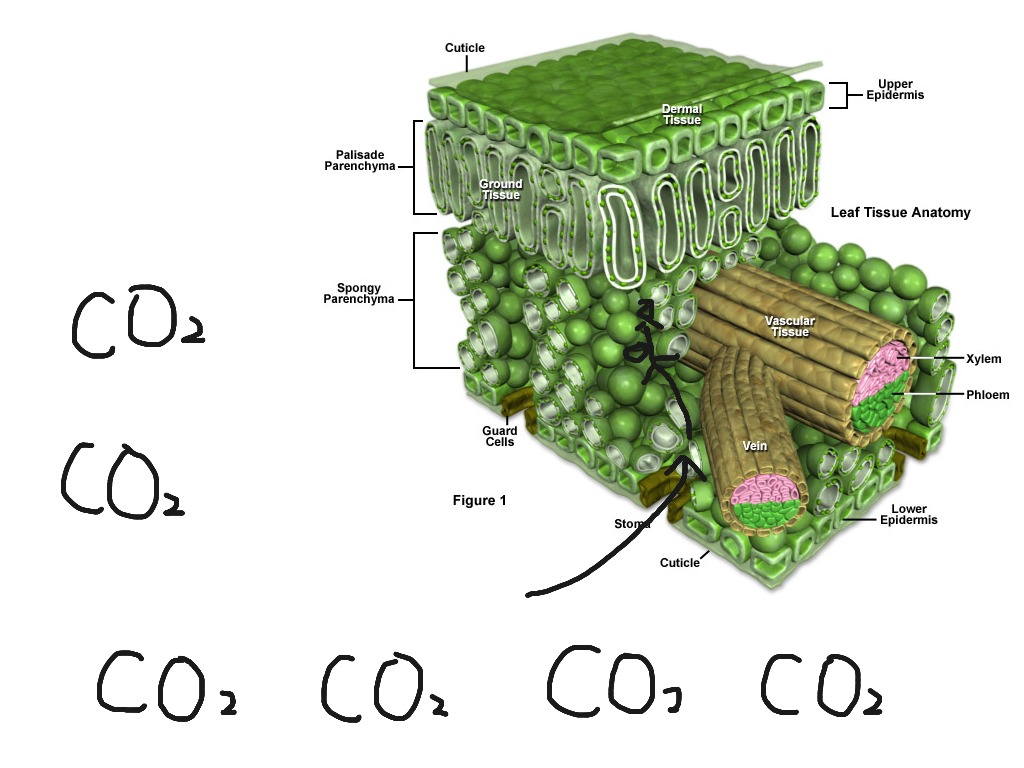 How Does Carbon Dioxide Enter The Plant - Plant Ideas