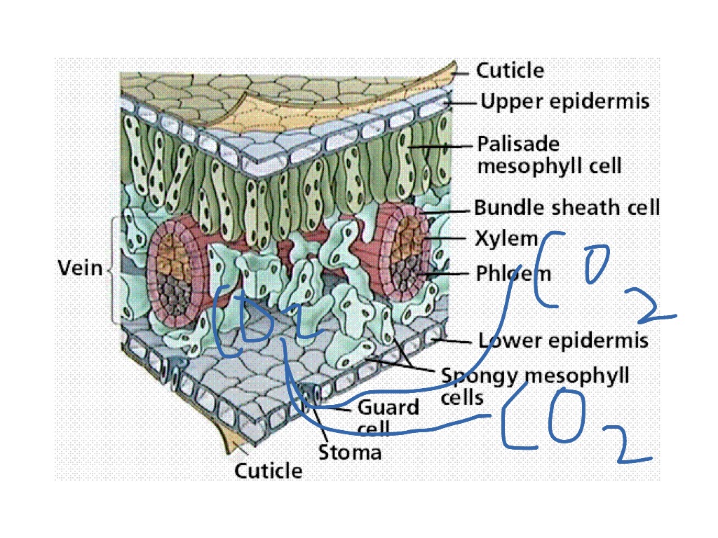 how-does-carbon-dioxide-enter-the-plant-science-showme